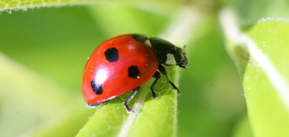 "La Coccinella"