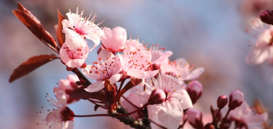 "Primavera in azione"